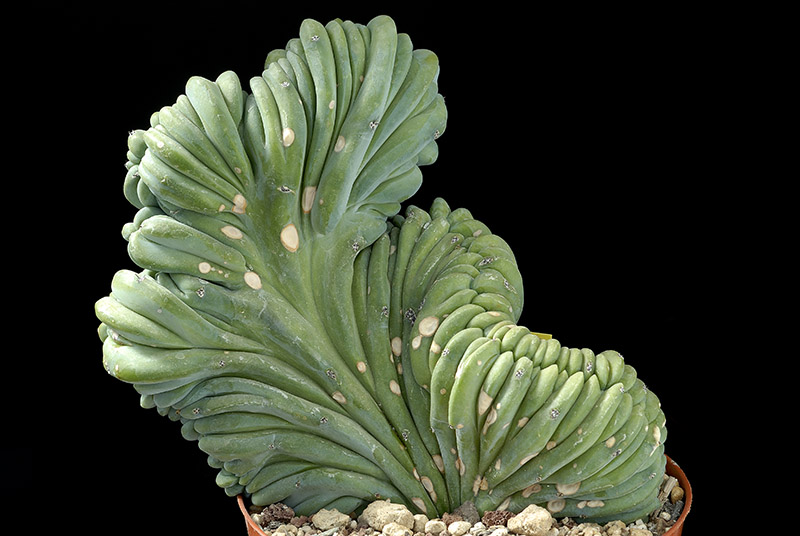 Myrtillocactus geometrizancrest. D. 20 H. 18 €110.00.jpg